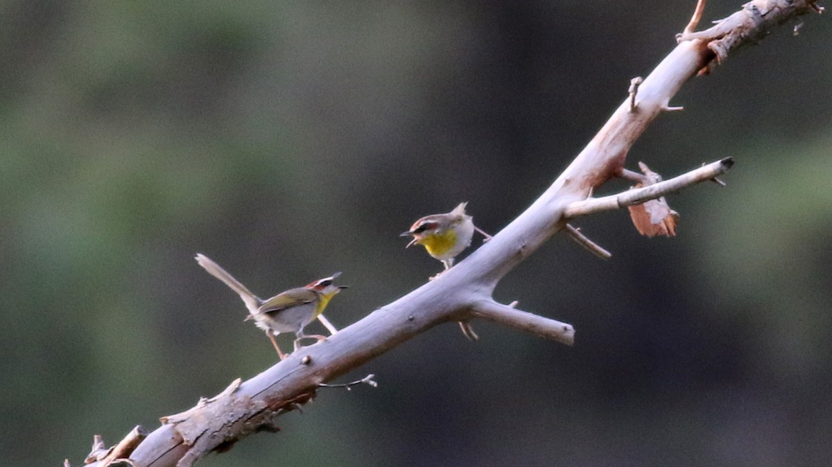 Rufous-capped Warbler - ML32609371