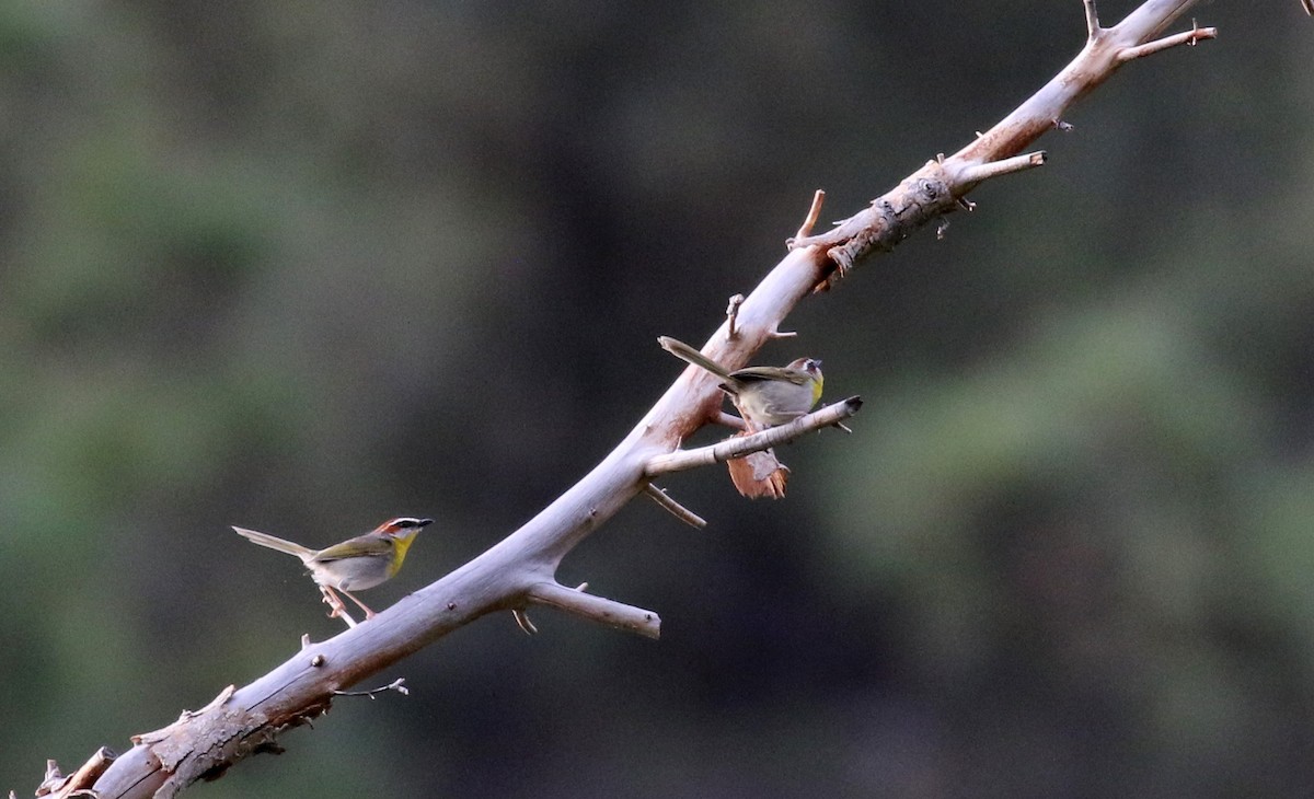 Rufous-capped Warbler - ML32609391