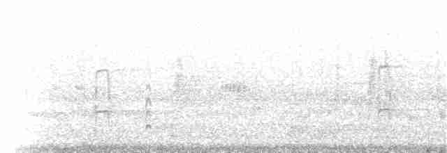 Sittelle à poitrine blanche (groupe lagunae) - ML32609661