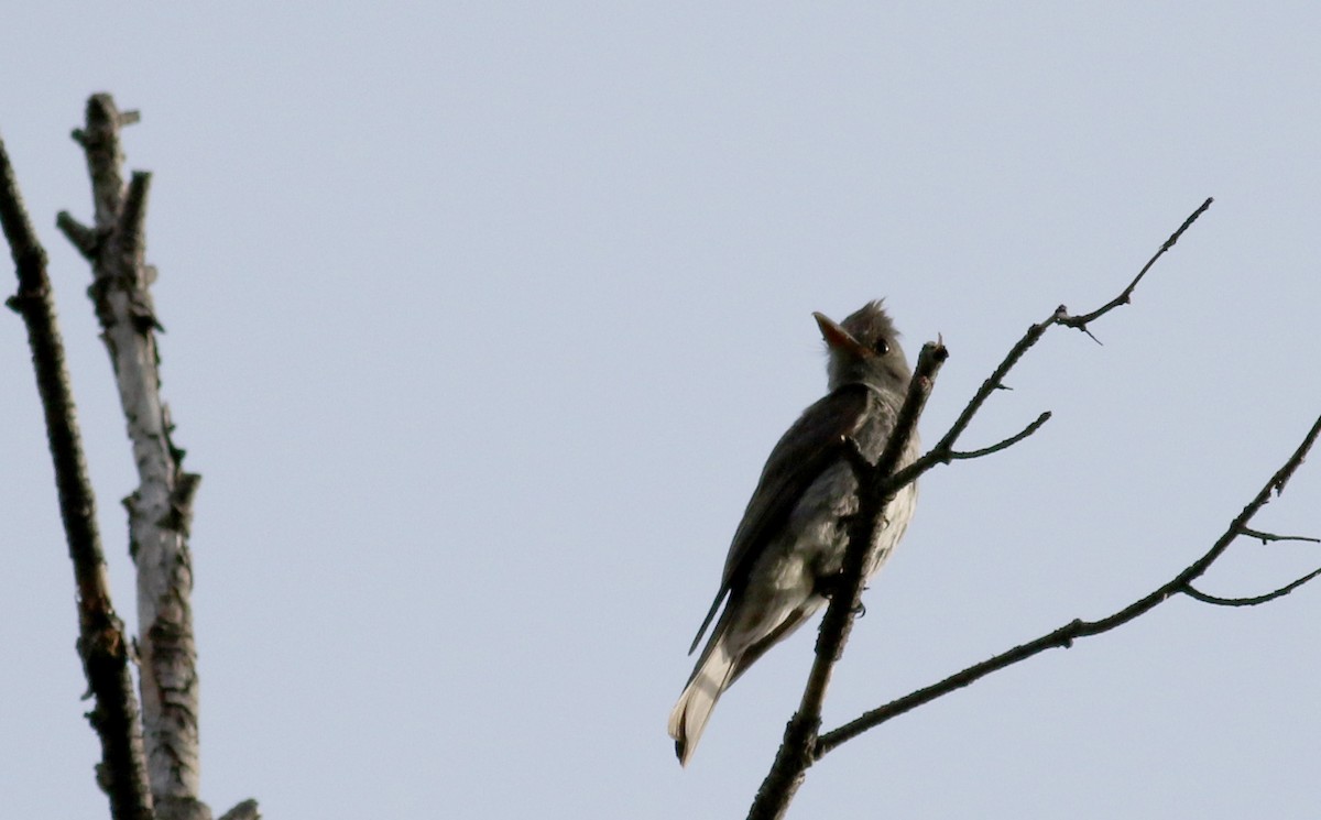 Greater Pewee - ML32609701