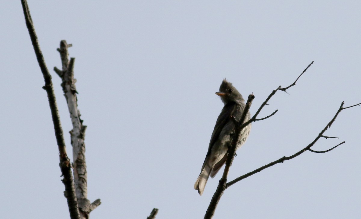 Greater Pewee - ML32609721