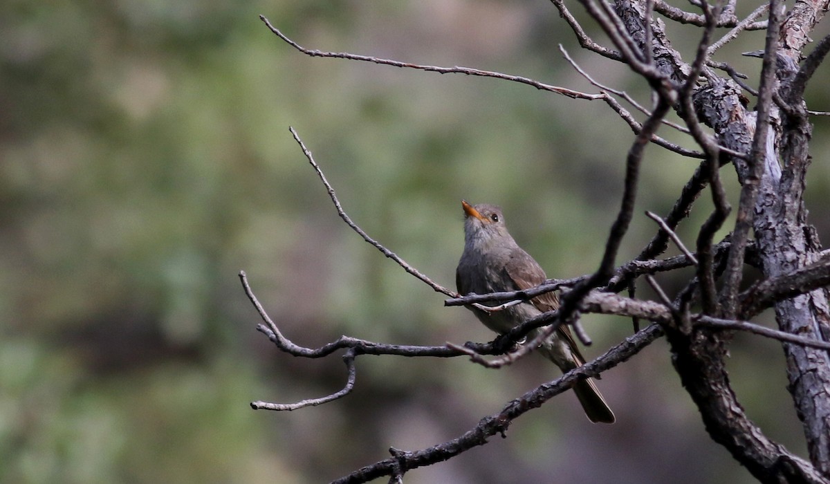 Greater Pewee - ML32609741