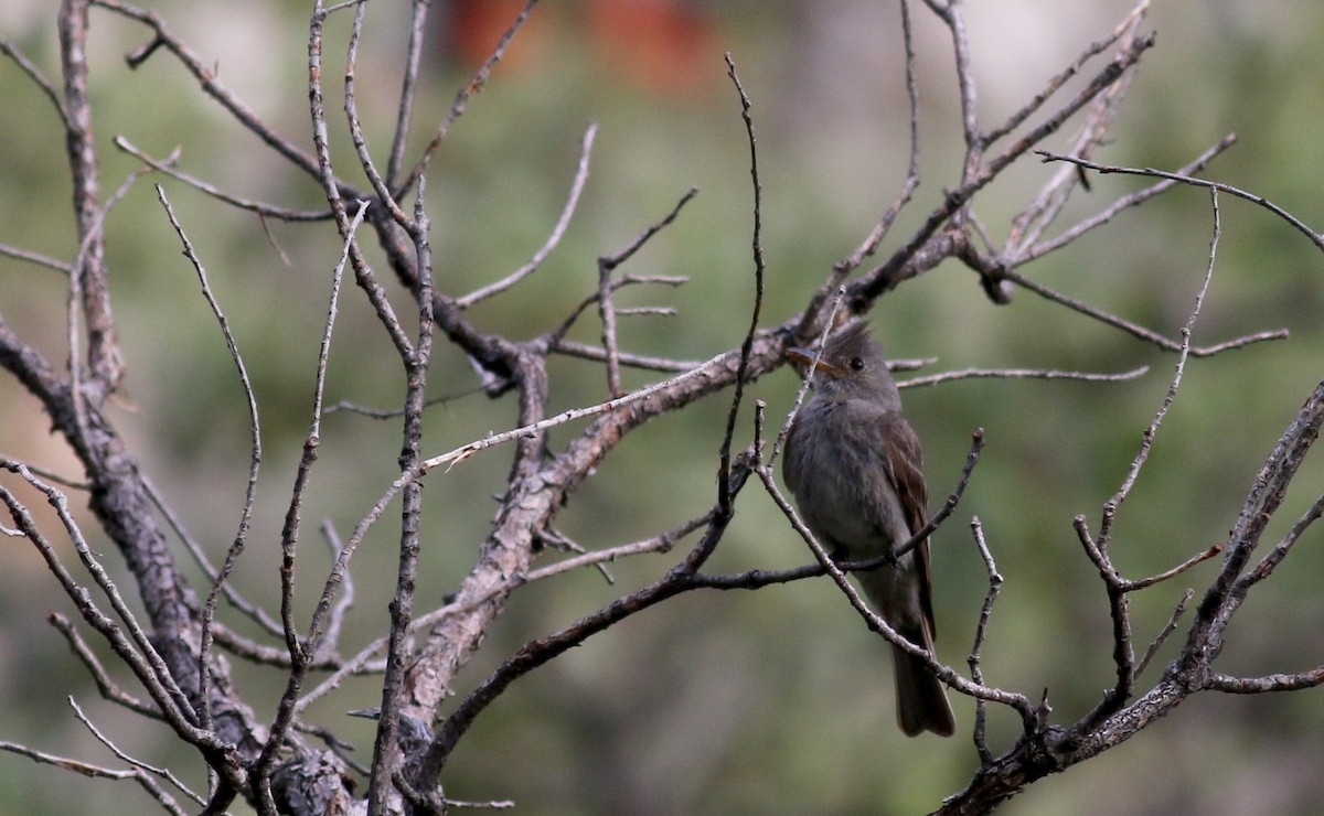 Greater Pewee - ML32609751