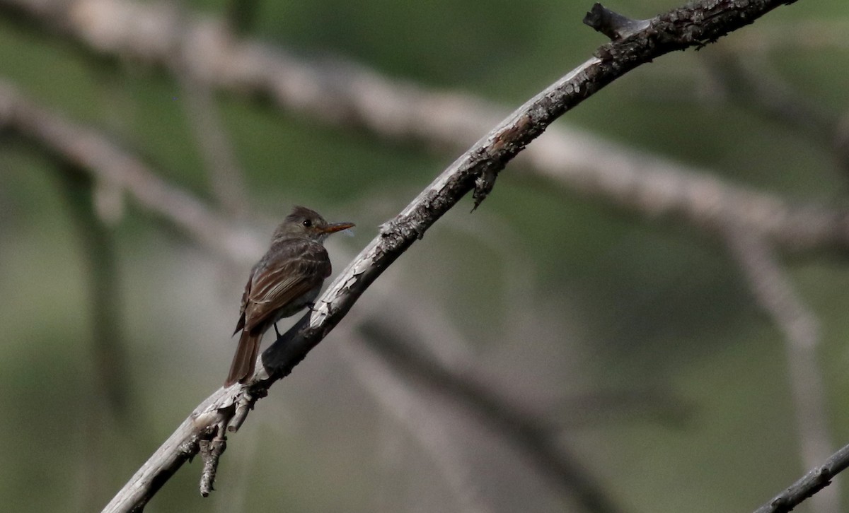 Greater Pewee - ML32609761