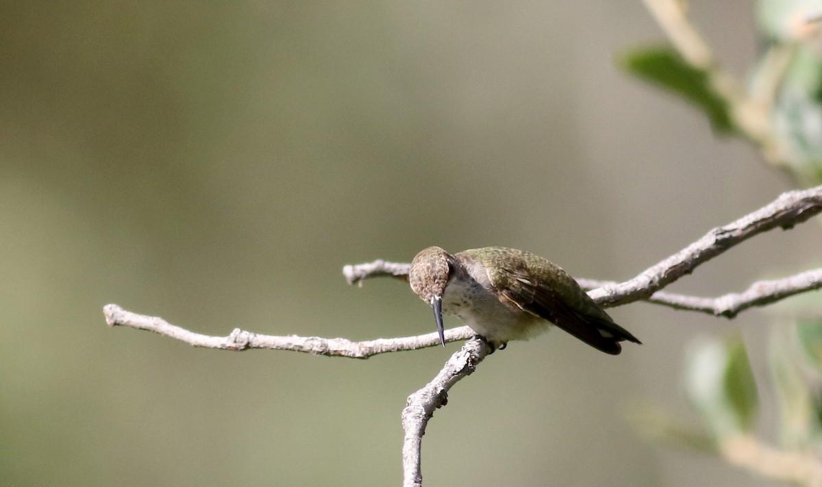 Black-chinned Hummingbird - ML32610121