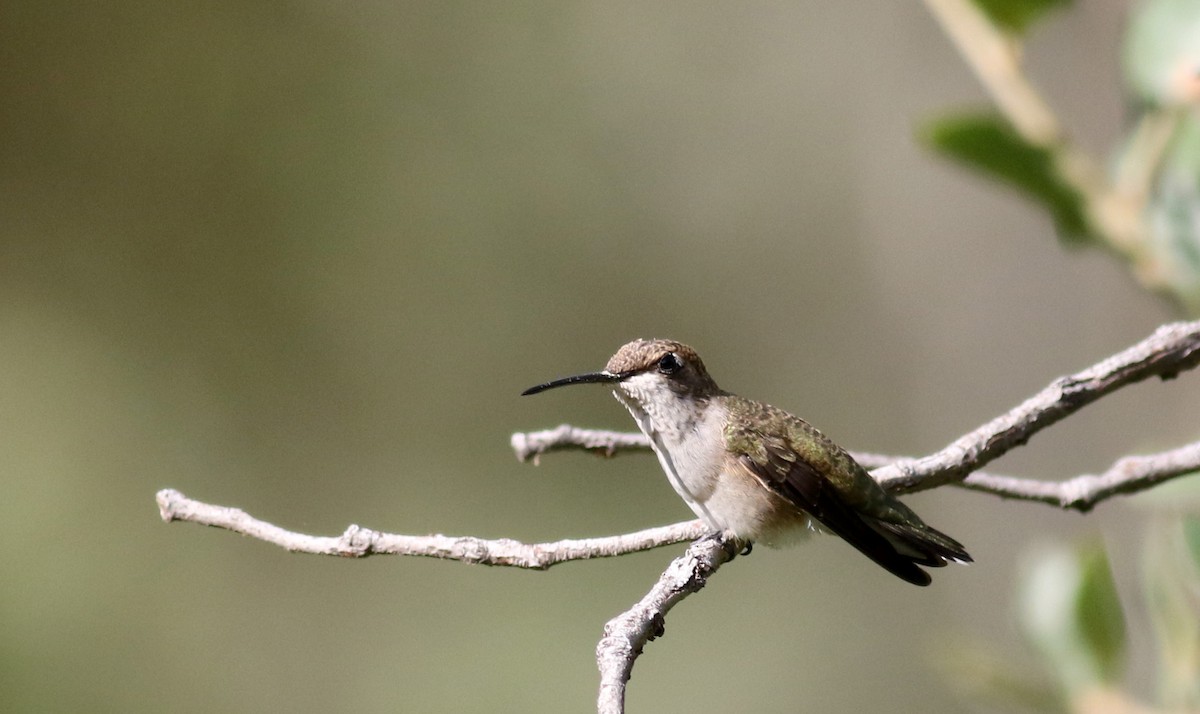 Black-chinned Hummingbird - ML32610131