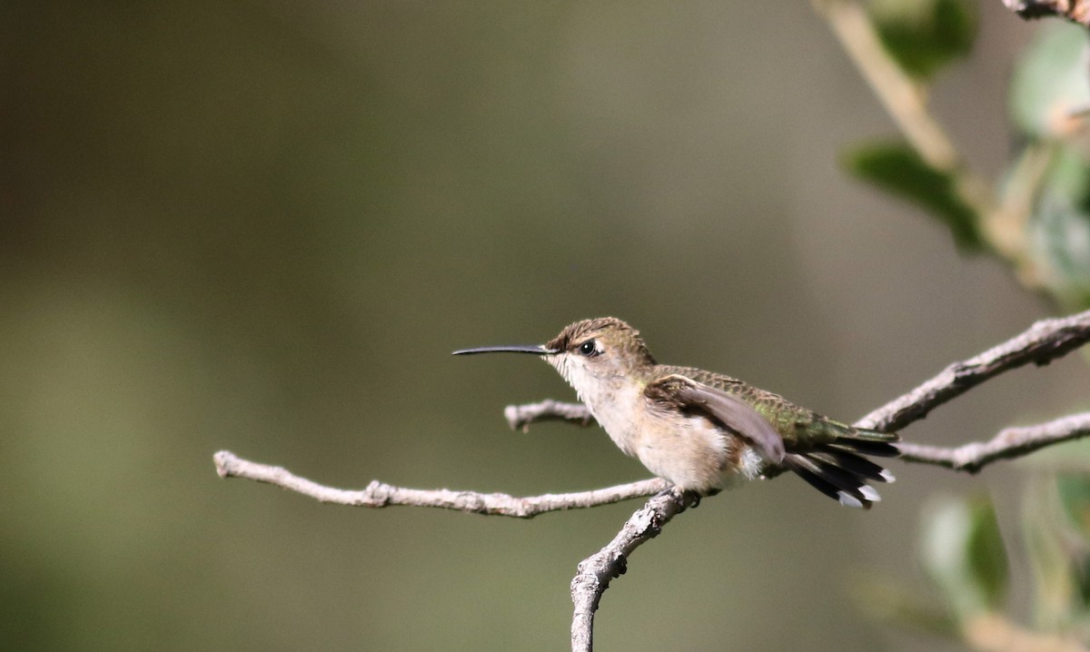 Black-chinned Hummingbird - ML32610141