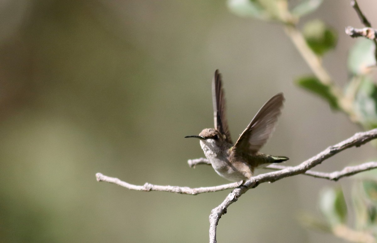 Black-chinned Hummingbird - ML32610151