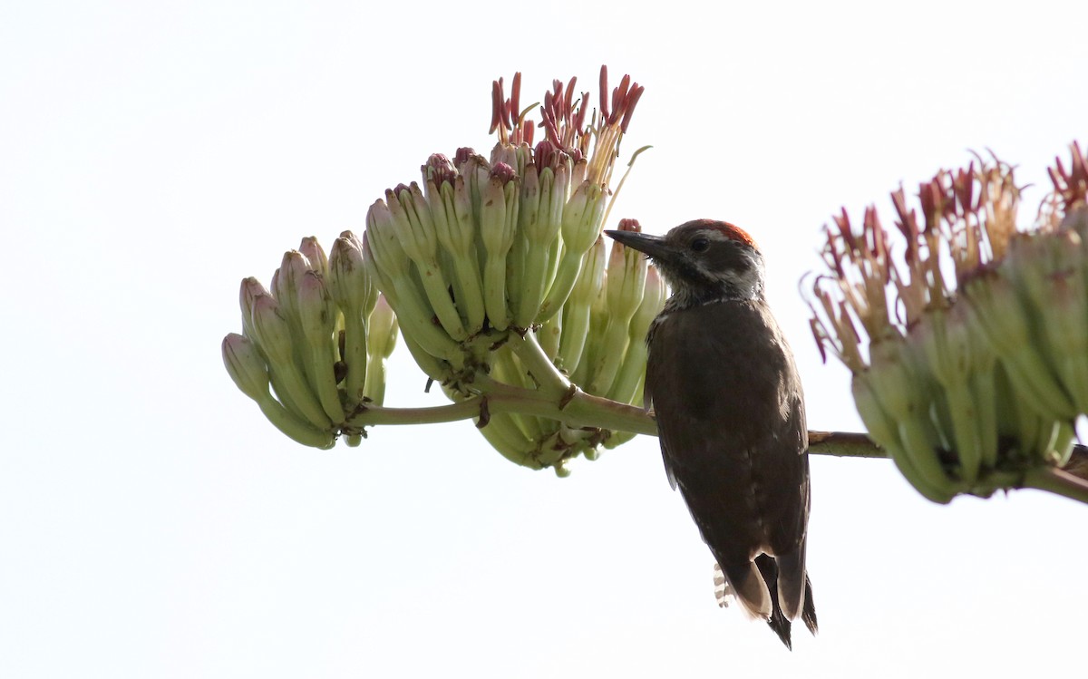 Arizona Woodpecker - ML32610201