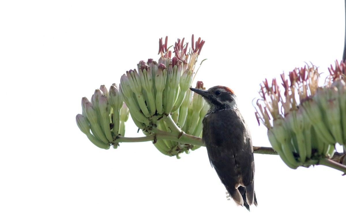 Arizona Woodpecker - Jay McGowan