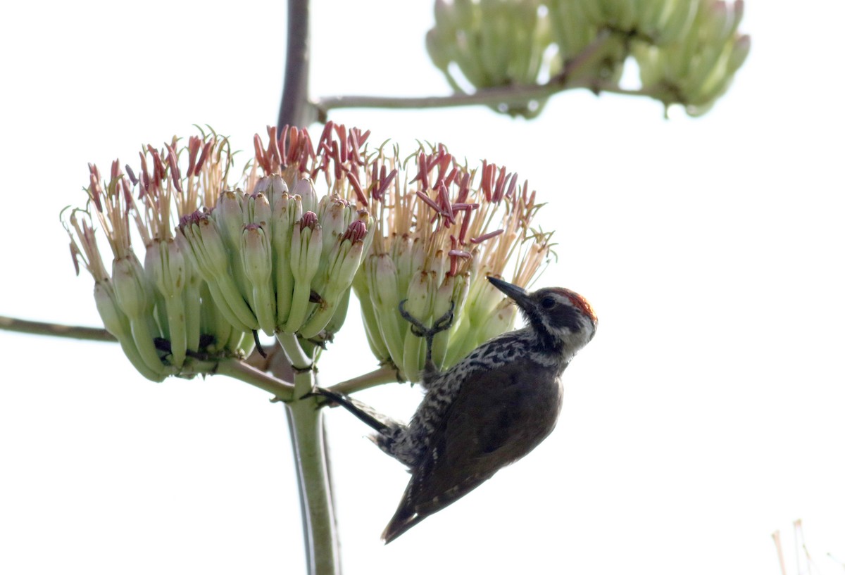 Arizona Woodpecker - ML32610231