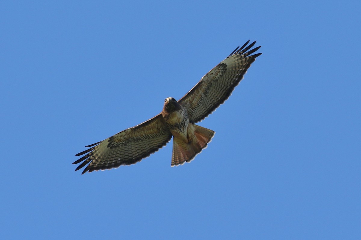Red-tailed Hawk - ML326107991