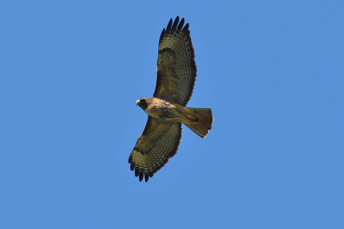 Red-tailed Hawk - ML326108231