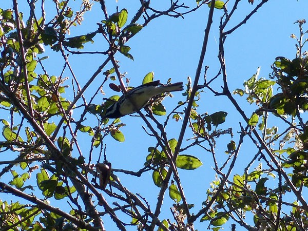 Black-throated Gray Warbler - Gena Zolotar