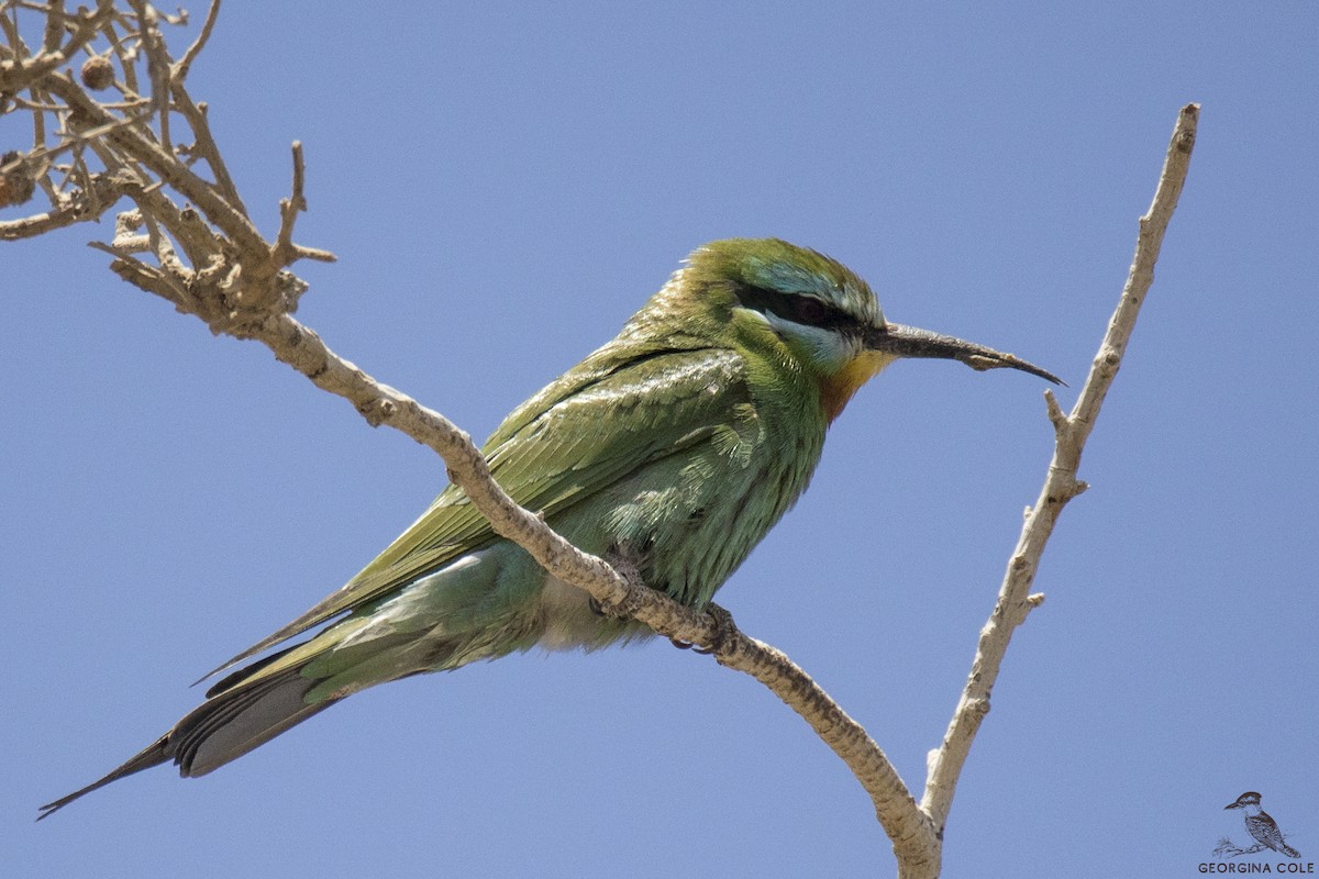 Blue-cheeked Bee-eater - ML326116121