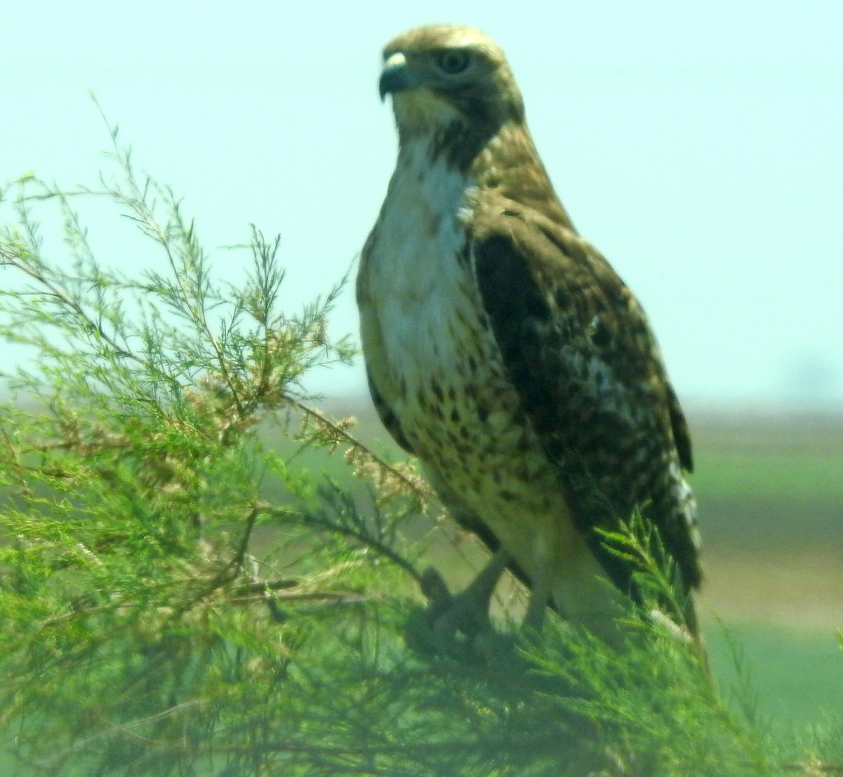 Red-tailed Hawk - Gerrie Karczynski