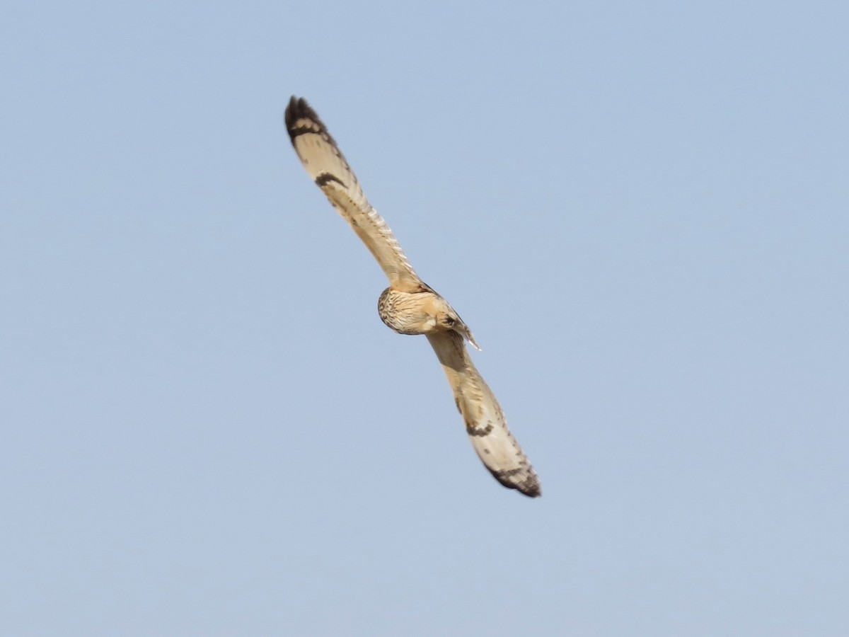 Short-eared Owl - ML326119201