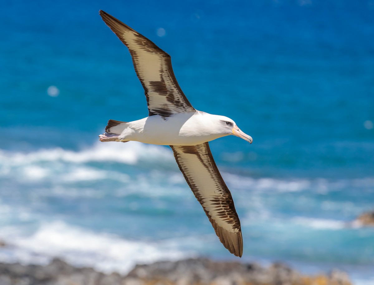 Laysan Albatross - Jefferson Ashby