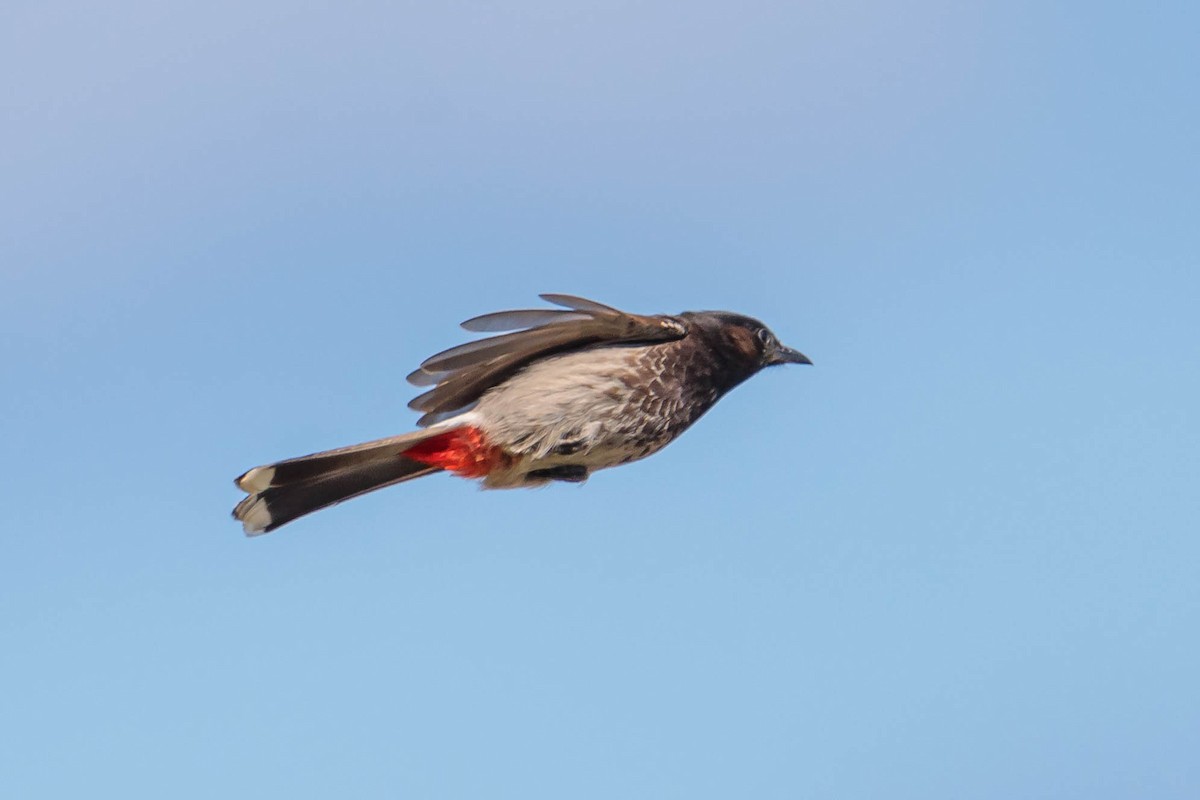 Red-vented Bulbul - ML326119911