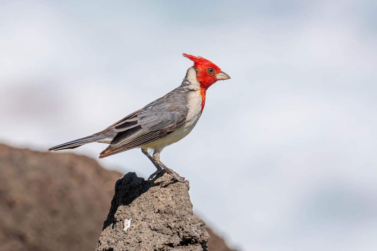Red-crested Cardinal - ML326119981