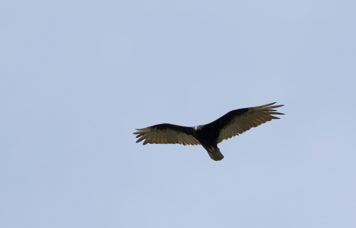 Turkey Vulture - Jay McGowan