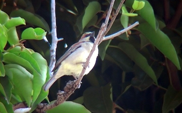 Plain-backed Sparrow - ML326123501