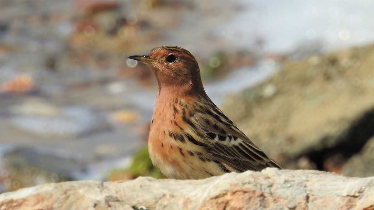 Red-throated Pipit - ML326132851