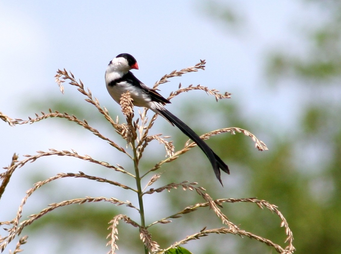 Pin-tailed Whydah - ML326133871