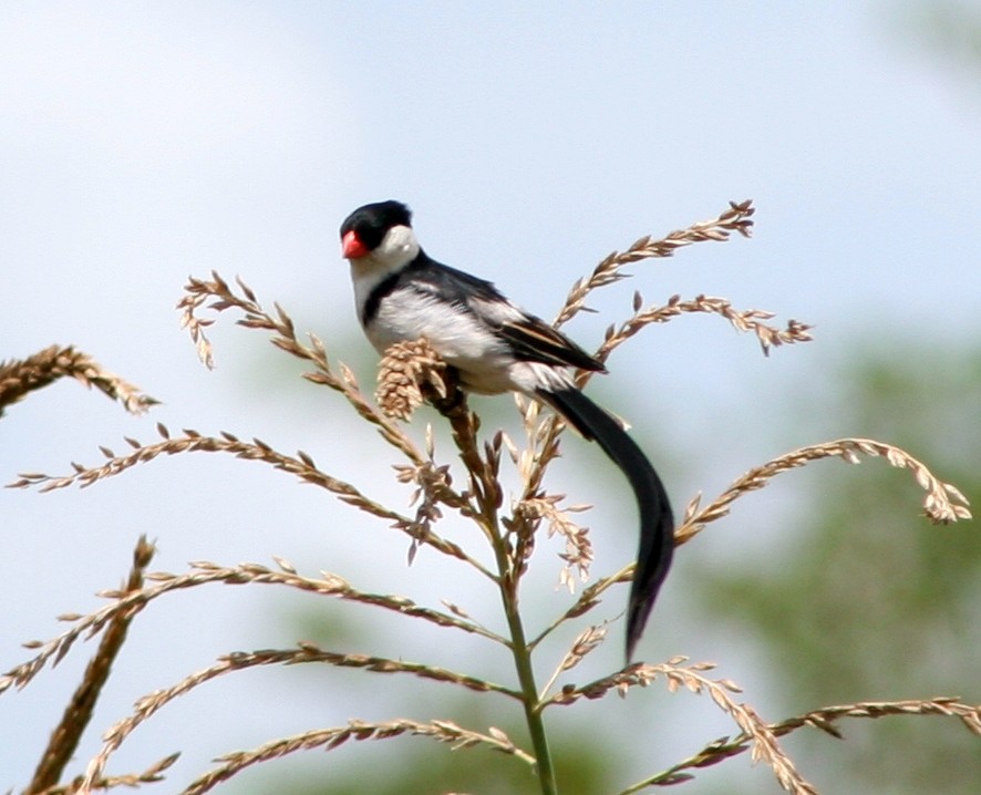 Pin-tailed Whydah - ML326133891