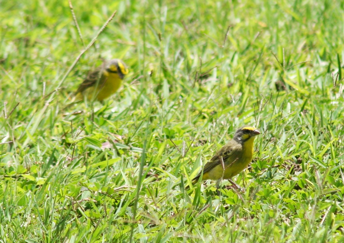 Yellow-fronted Canary - ML326133951
