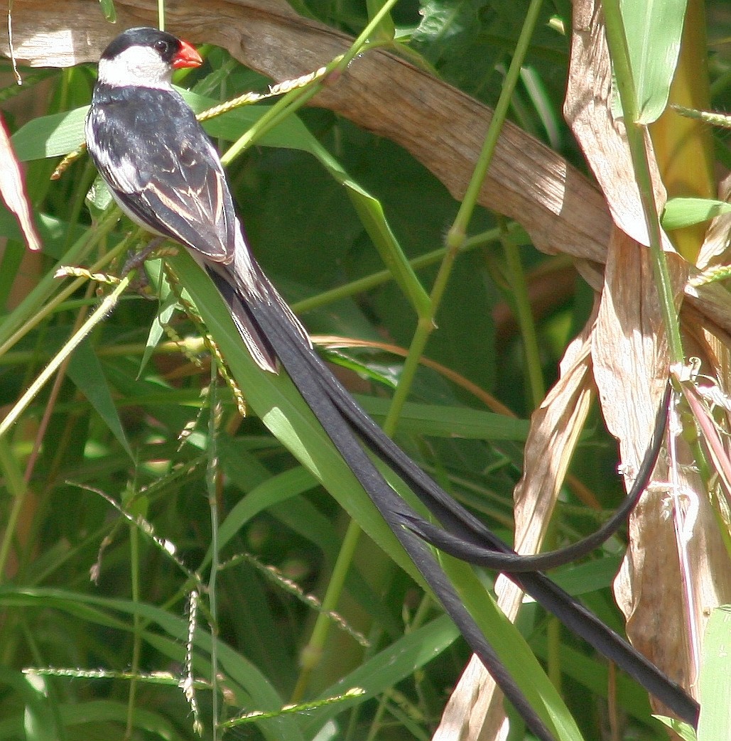 Pin-tailed Whydah - ML326134351