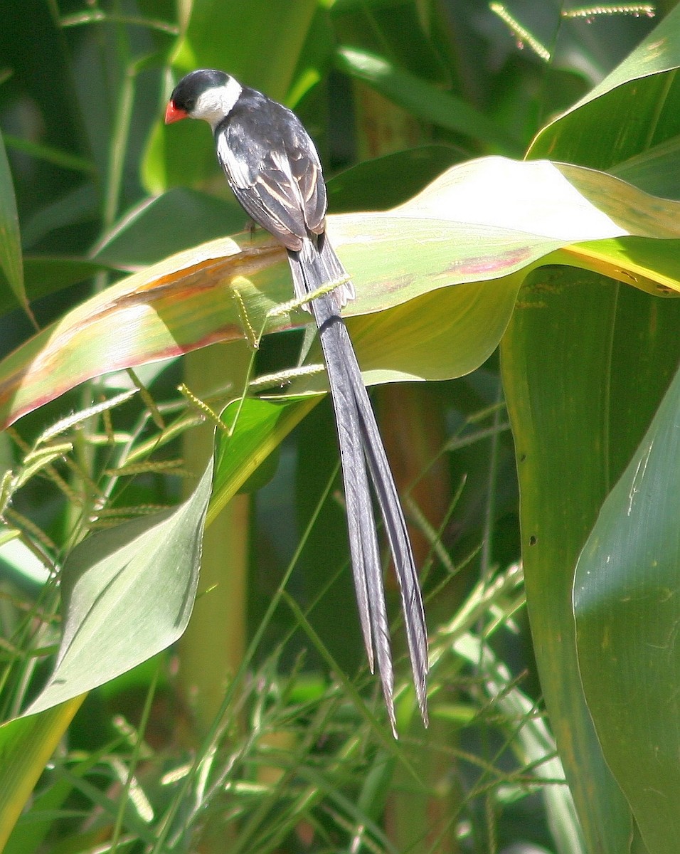 Pin-tailed Whydah - ML326134361