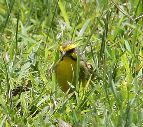 Yellow-fronted Canary - ML326134391