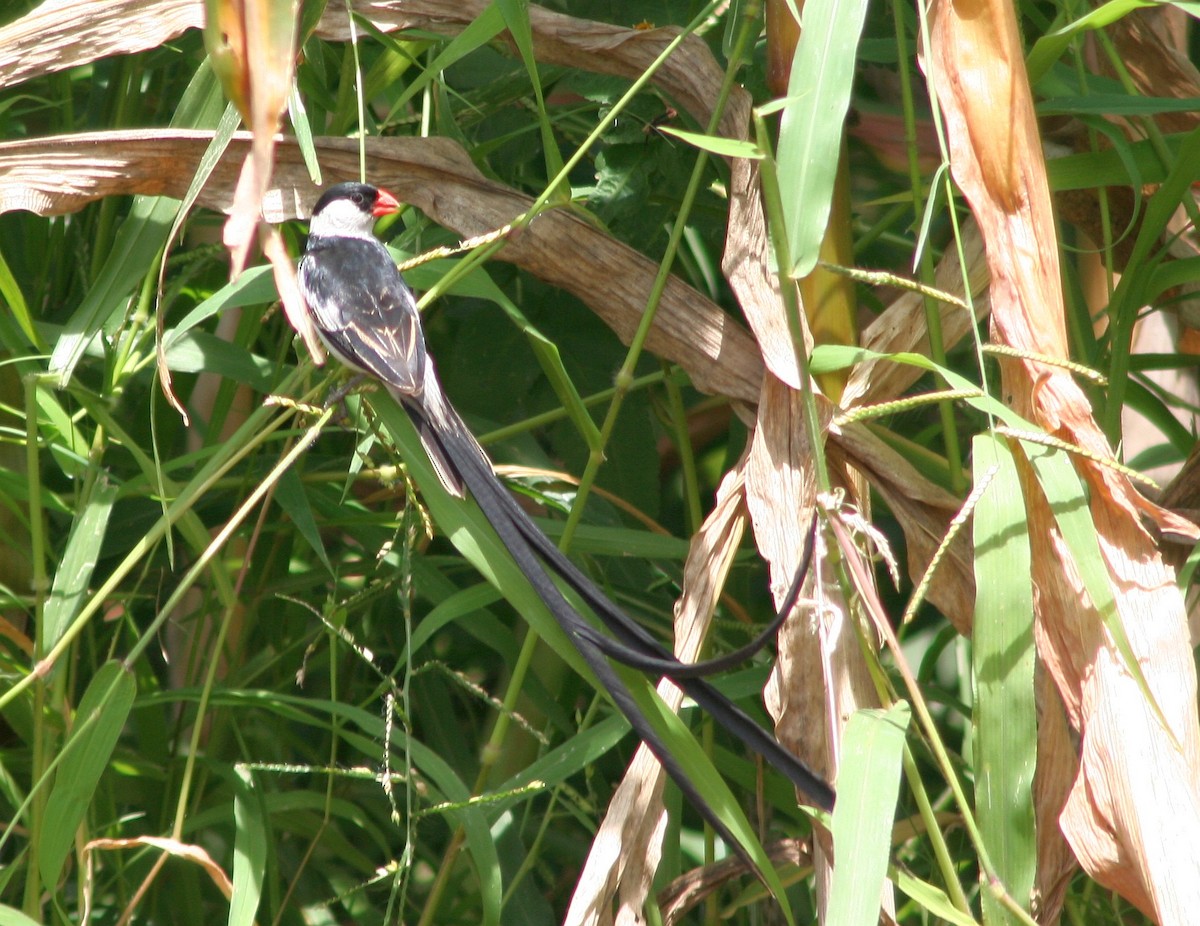 Pin-tailed Whydah - ML326134401