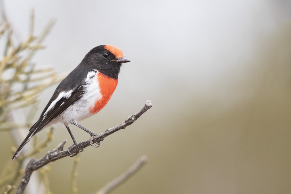 Red-capped Robin - ML326140151