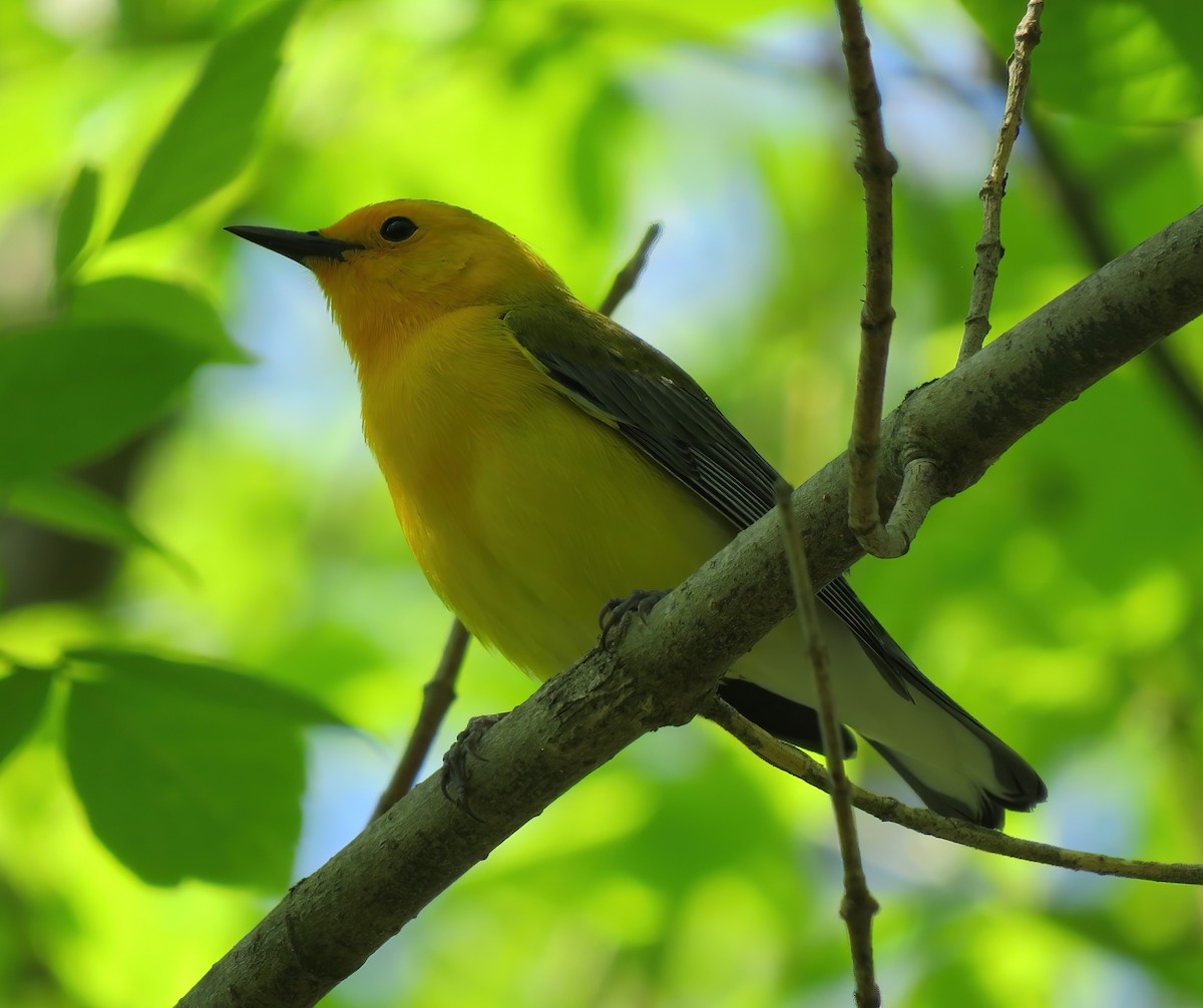 Prothonotary Warbler - ML326140431