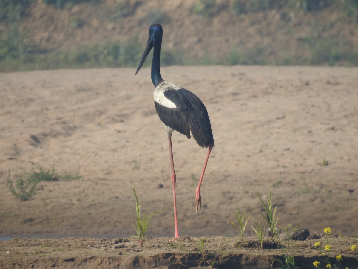 Black-necked Stork - Nishant Bhagwat