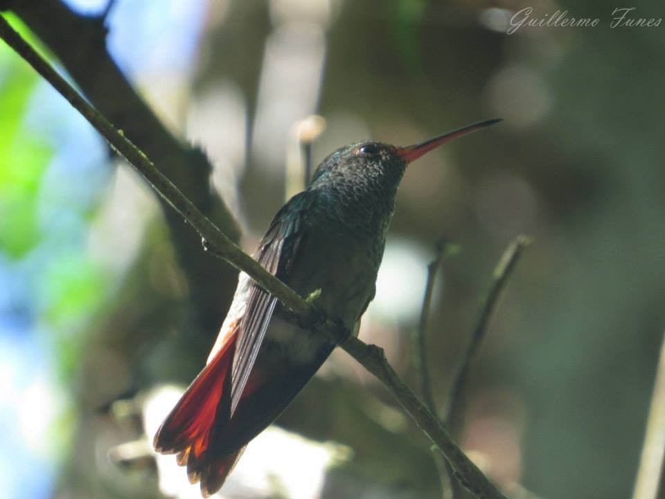 Rufous-tailed Hummingbird - Guillermo Funes