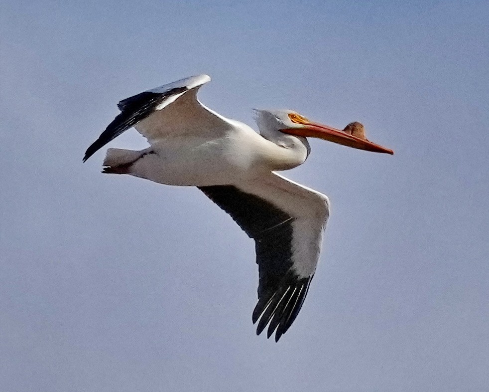 American White Pelican - Thomas Burns