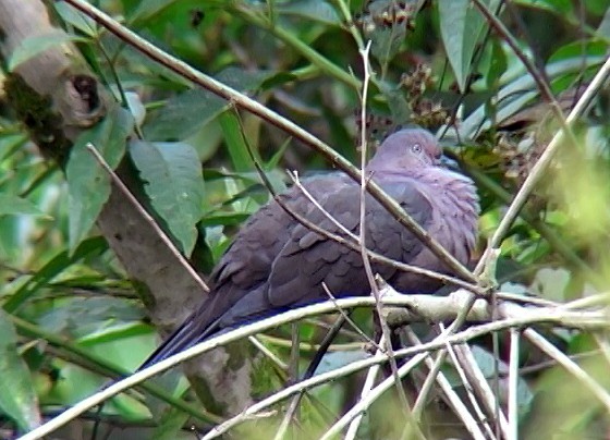 Plumbeous Pigeon - ML326151711