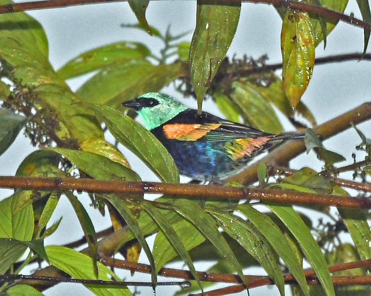 Blue-necked Tanager - ML326158381