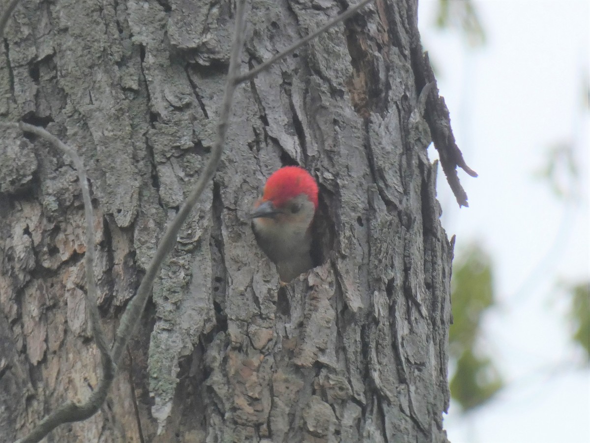 Red-bellied Woodpecker - Tre Bray