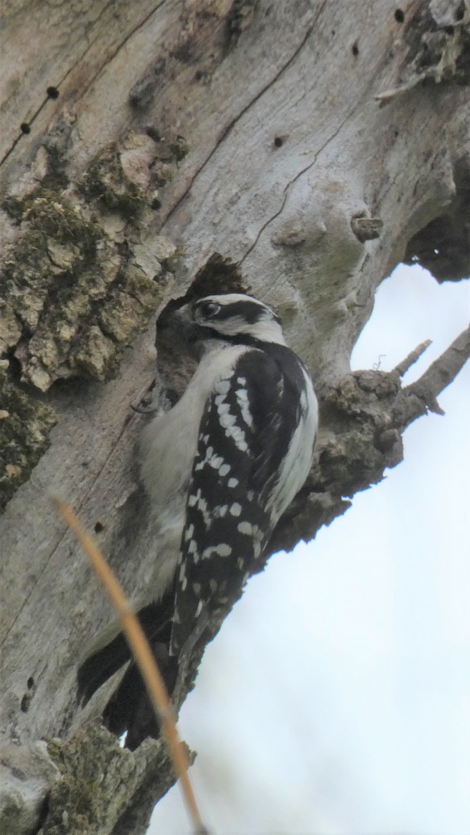 Downy Woodpecker - Tre Bray