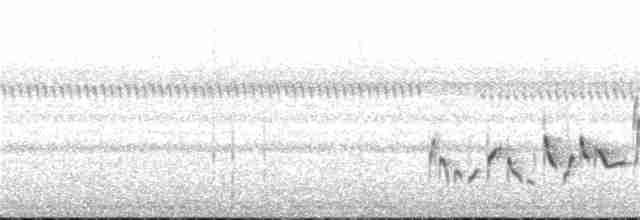 Swamp Grass Babbler - ML32616621