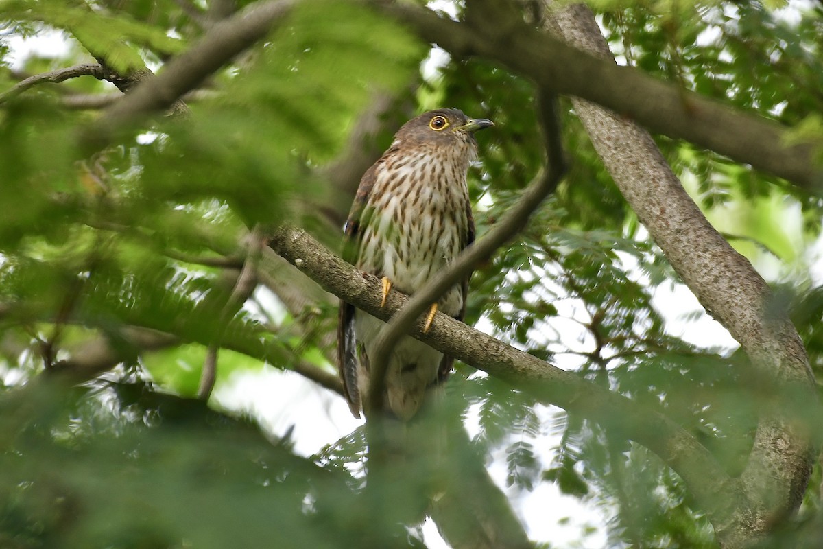 Hodgson's Hawk-Cuckoo - Teeranan Tinpook