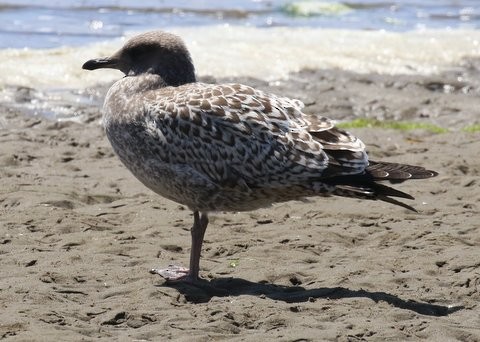 California Gull - Brook OConnor