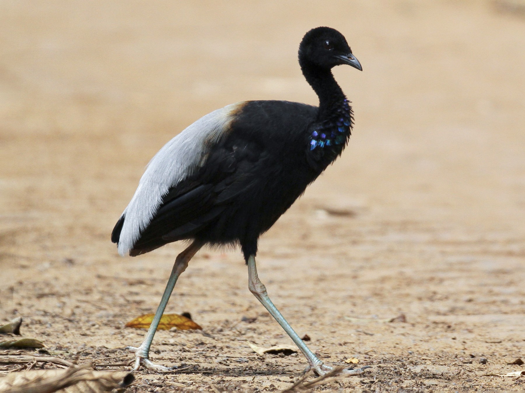 Gray-winged Trumpeter - Alex Wiebe