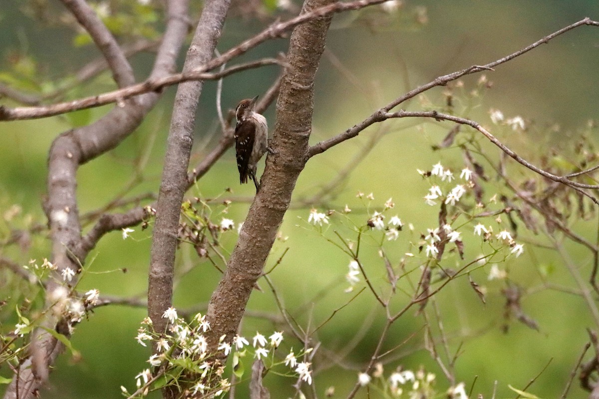 Brown-capped Pygmy Woodpecker - ML326171141