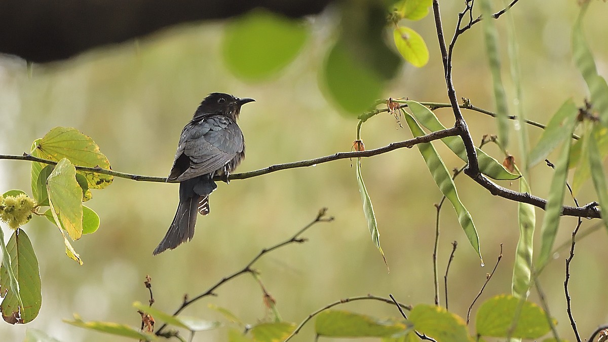 Square-tailed Drongo-Cuckoo - ML326172421