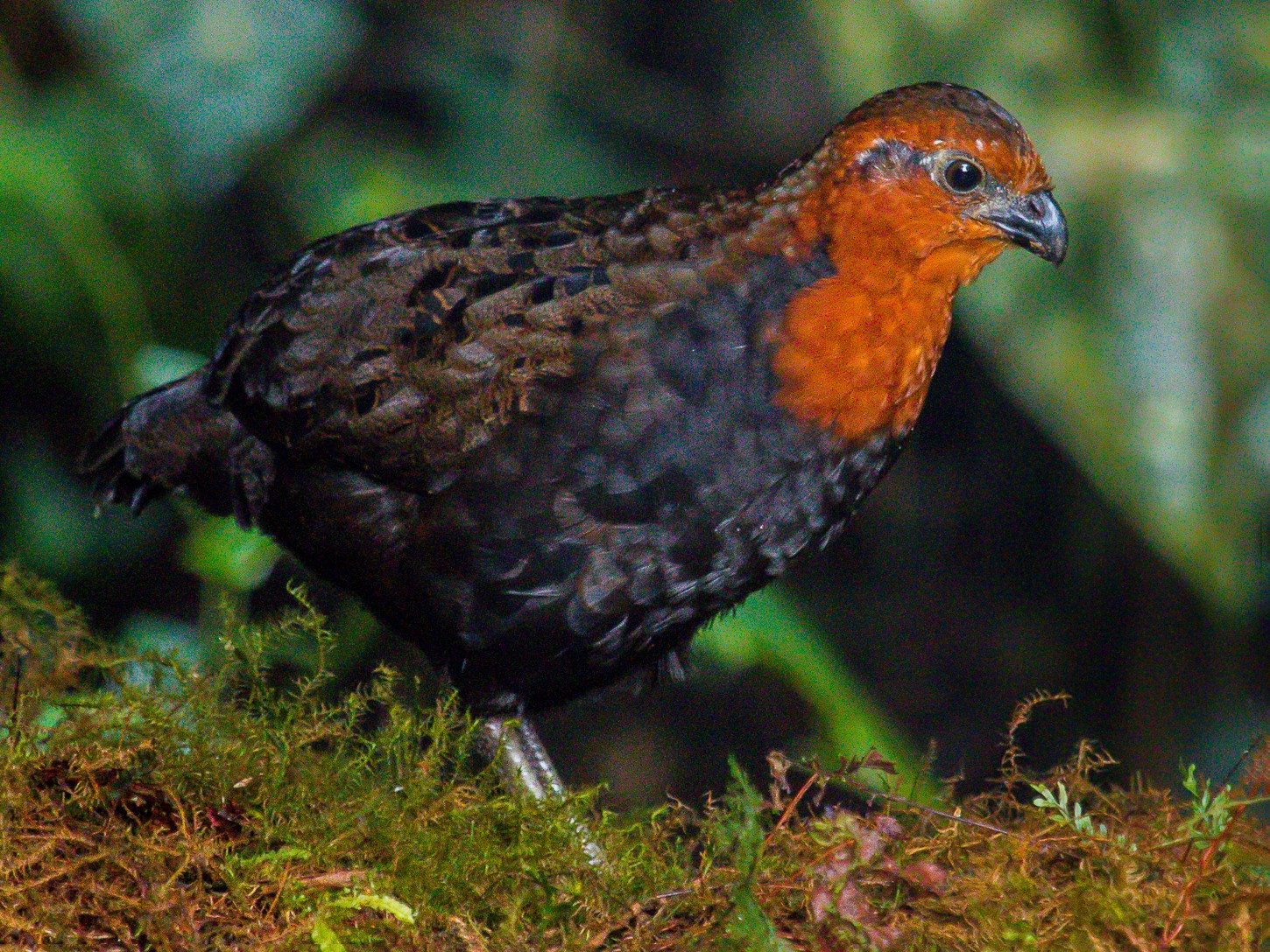 Chestnut Wood-Quail - David Monroy Rengifo